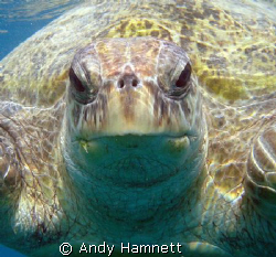 Turtle at the house reef in Safaga. She weighed a good 30... by Andy Hamnett 